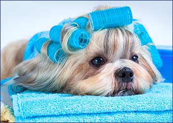 Cutie Paws Grooming Penticton Okanagan,dog grooming Penticton Okanagan,dog grooming Penticton,Penticton Okanagan,Okanagan,dog grooming,clean dog penticton