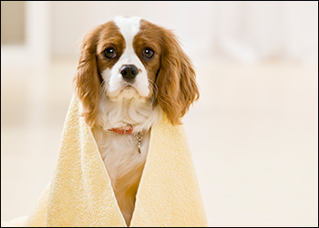 Cutie Paws Grooming Penticton Okanagan,dog grooming Penticton Okanagan,dog grooming Penticton,Penticton Okanagan,Okanagan,dog grooming,clean dog penticton