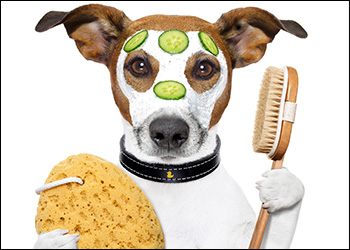 Cutie Paws Grooming Penticton Okanagan,dog grooming Penticton Okanagan,dog grooming Penticton,Penticton Okanagan,Okanagan,dog grooming,clean dog penticton